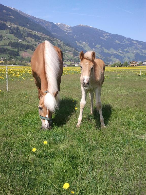 Larchergut Mayrhofen Eksteriør billede